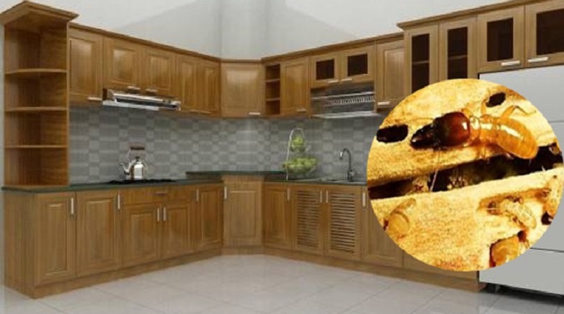 diệt mối tủ bếp